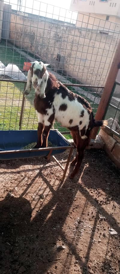 bakra for sale age 11 month