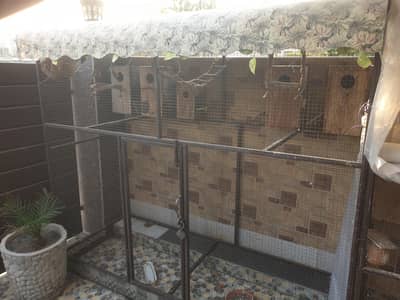 cage with parrot and box