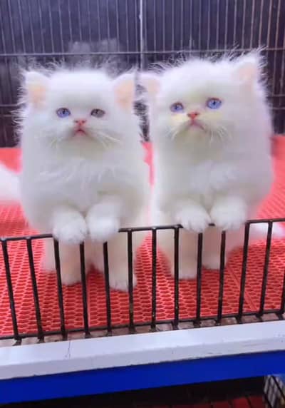 persian little cat good health