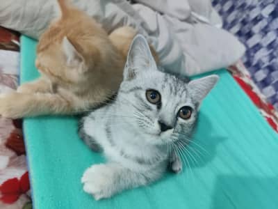 2 beautiful kittens