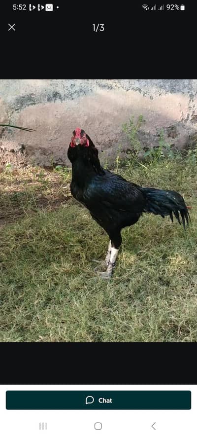 Heera and Black Mushka Aseel eggs