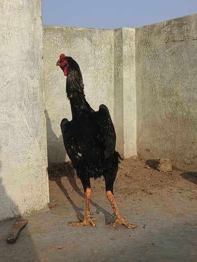 Pure110% Quality shamo king breader 32inch hight