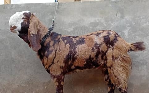 Pure bhalwal bital bakri