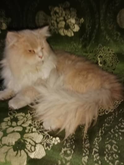 Persian cat punch face triple cort