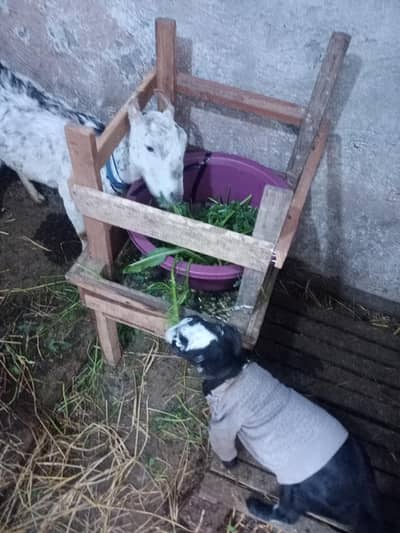 barbari goat with female kids