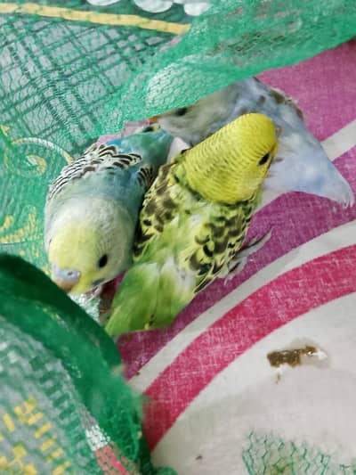 defect budgies for sale.