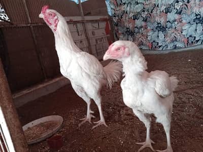 Heera Shamoo Aseel Pure High Quality