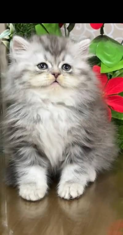 Quality Persian Punch Face Cats & Kittens 03097962675 WhatsApp