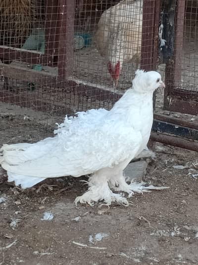 frill back imported pigeons