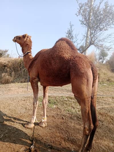 Healthy and beautifull camels available