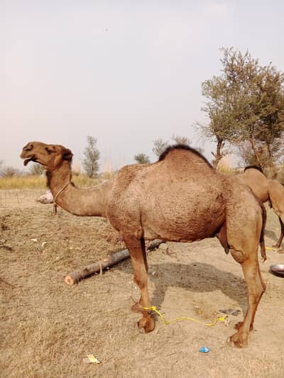 Qurbani camel for sale
