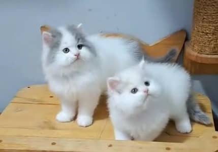 Quality Persian Punch Face Cats & Kittens 03097962675 WhatsApp
