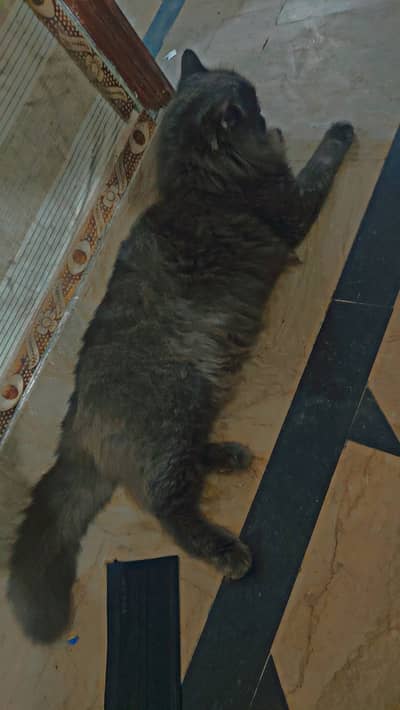 Gray Persian Punch Cross Breed Male