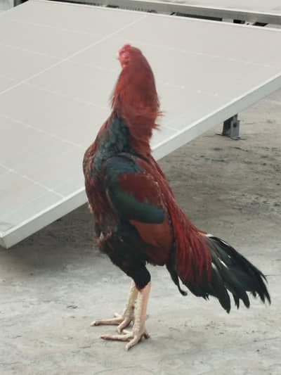 mianwali kamaliya mix breed