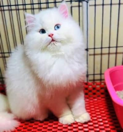 Quality Persian Punch Face Cats & Kittens 03097962675 WhatsApp