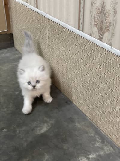 Himalayan kitten / Persian / Triple coated /03247627801