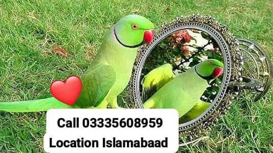 Hand Tamed Full Friendly Ring Neck Male Parrot Jumbo Size