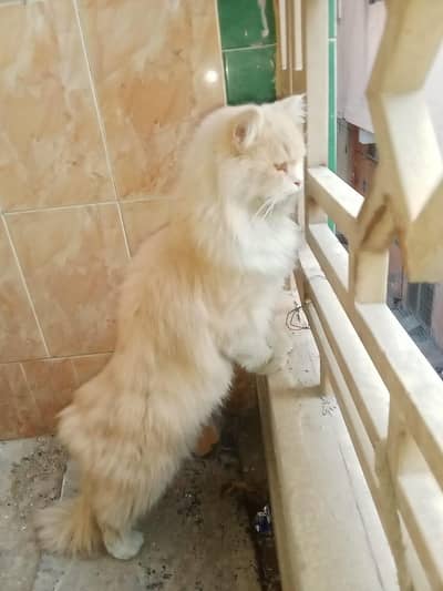 persian cat punch face tripal cort 03313001090