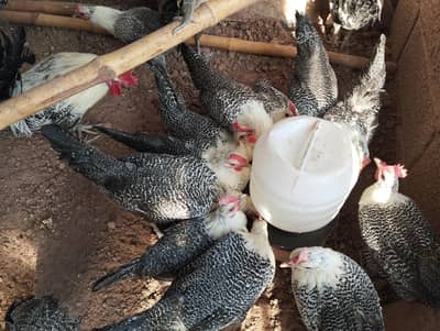 Pure Misri Hen (Egyptian Fayoumi)