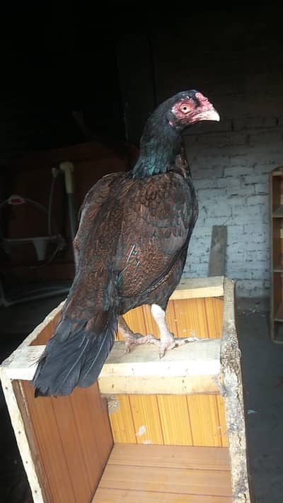 out class madi 03183396127 whataup nbr