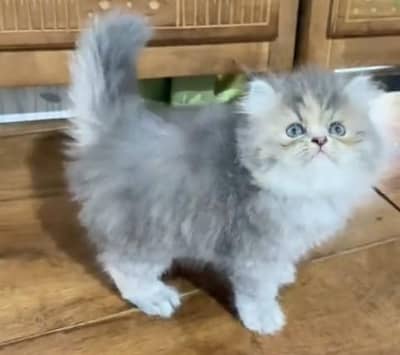 Quality Persian Punch Face Cats & Kittens 03097962675 WhatsApp