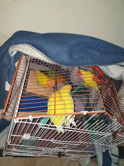 Love birds and albino pairs