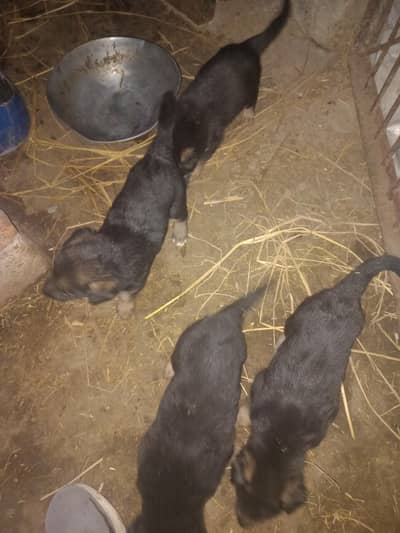 Dogs kids are for sale