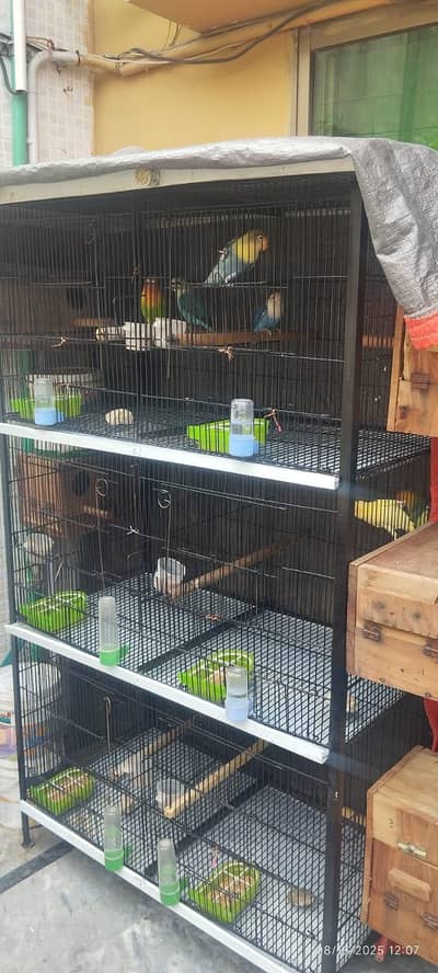 All setup Ring birds love birds pair 100%