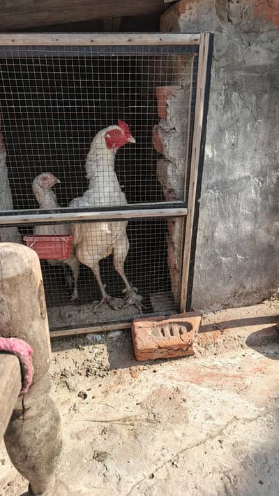 high quality aseel male and female available