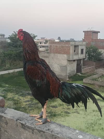 high quality aseel male and female available