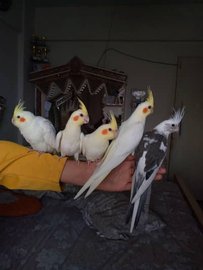 CREAM/ENO PEID COCKTAIL, COCTIEL, TAMED PARROTS HOME BREED QUALITY !!!
