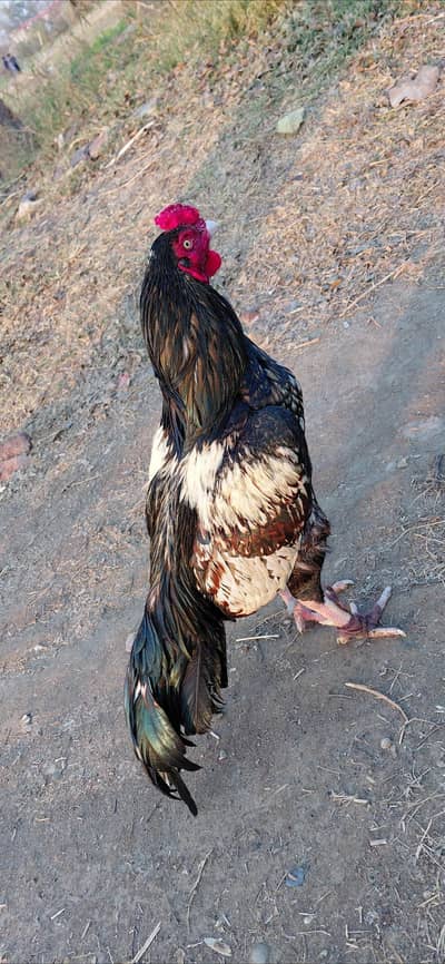 Aseel murga home breed