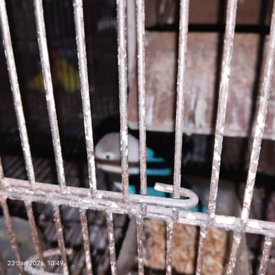 3 pear lovebirds  breaded with pingra