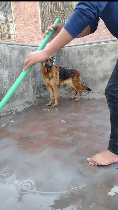 stock hair breeder Gsd female