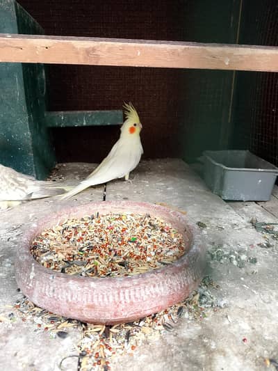 2x femail 100% breeder Hain 03061358121