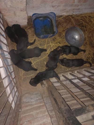 03000442050 Dogs kids for sale