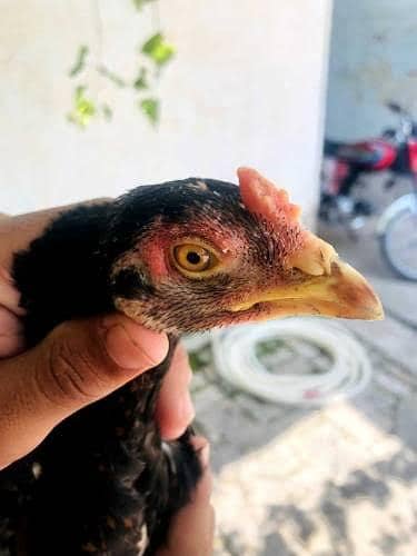 Aseel female high quality