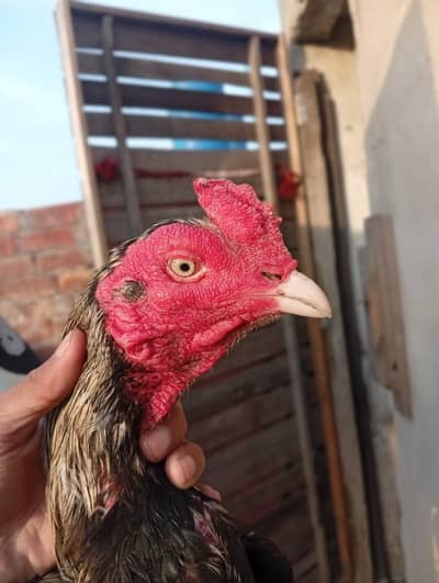 high quality Aseel patha for the sale