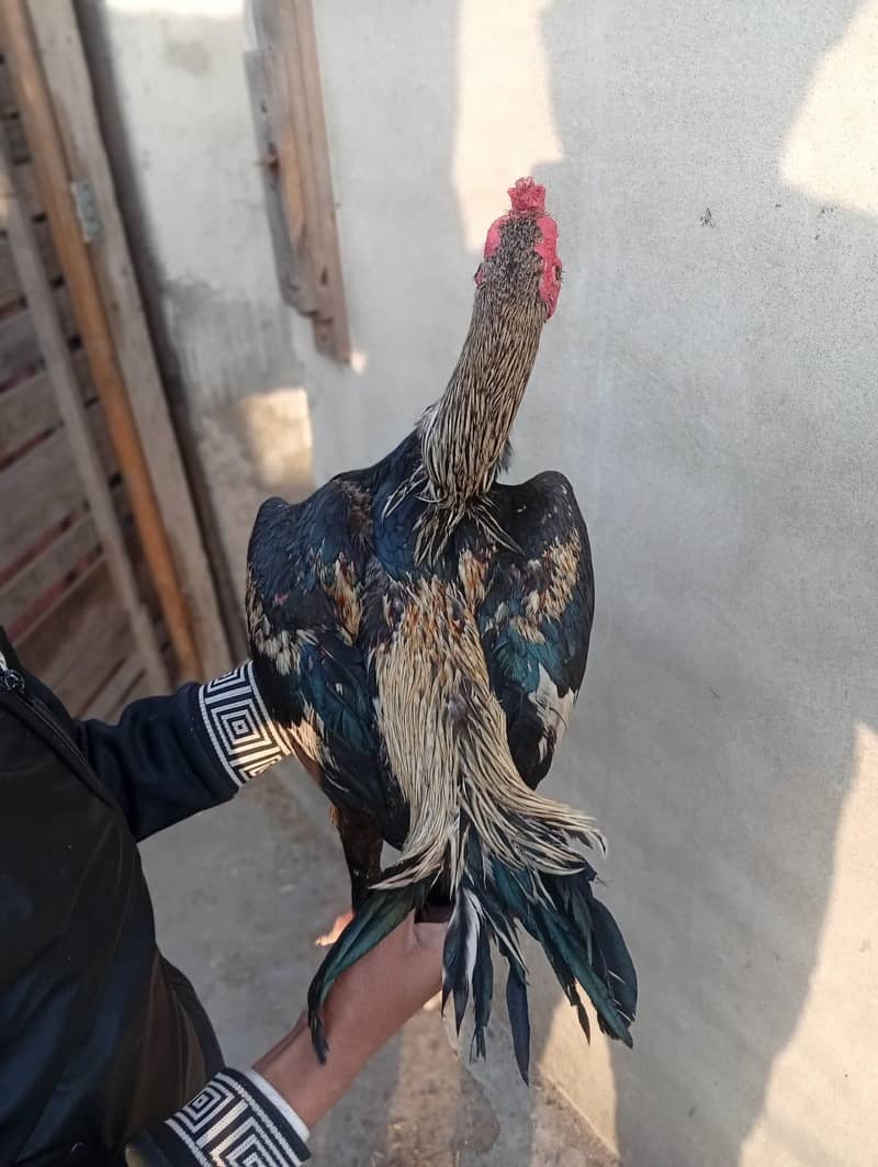 high quality Aseel patha for the sale - Hens - 1110700159