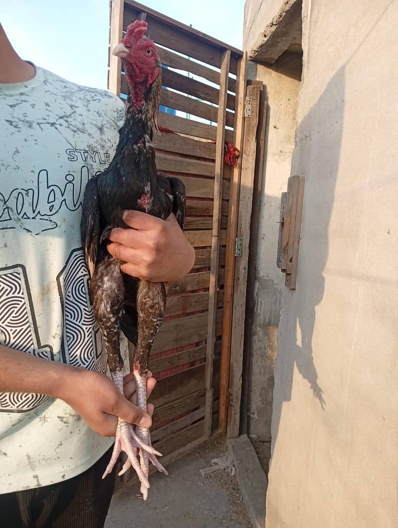 high quality Aseel patha for the sale - Hens - 1110700159