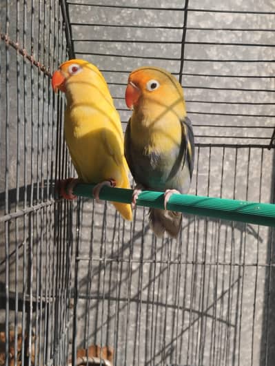 Love bird breeder pair- 03214382921