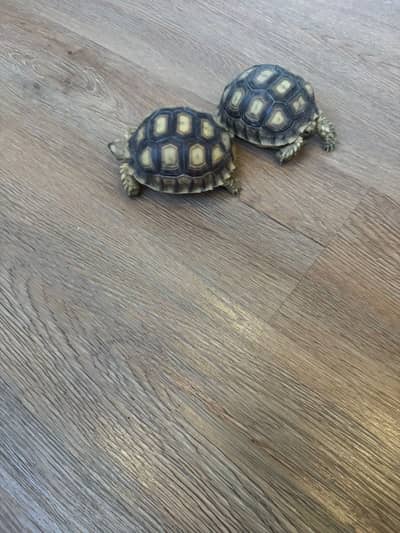 Sulcata tortoise| turtles