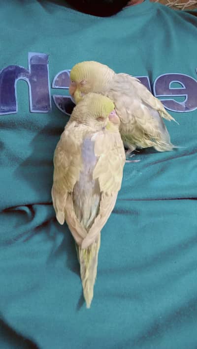 handtame breeder pair