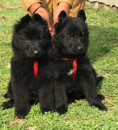 Black German shepherd puppies available for sale