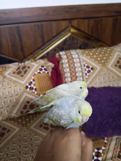 handtame breeder pair