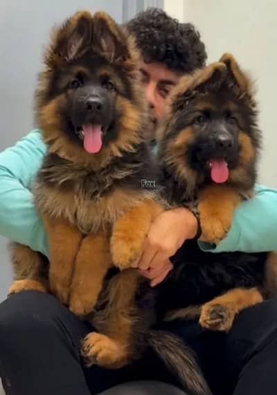 German Shepherd 03262839519