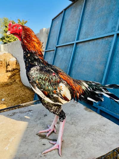 High quality Aseel available 03060877774