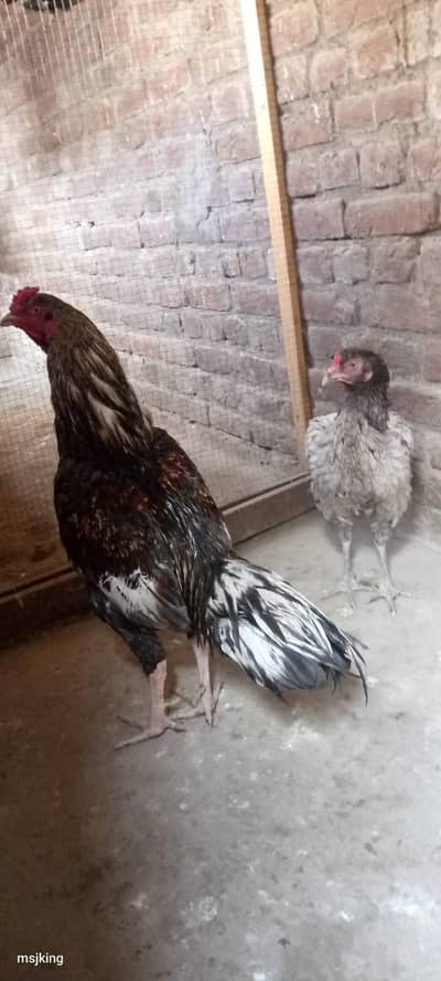 aseel pair sell exchange