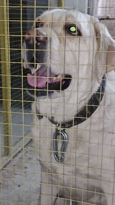 labrador mated  female for sale