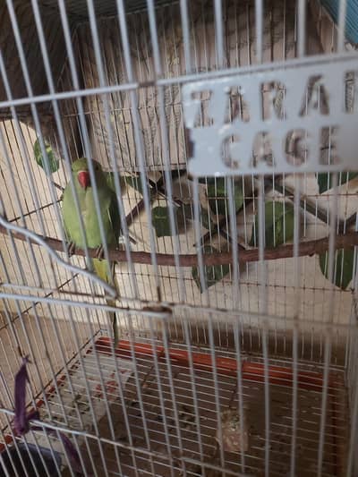 1 female Green Parrot